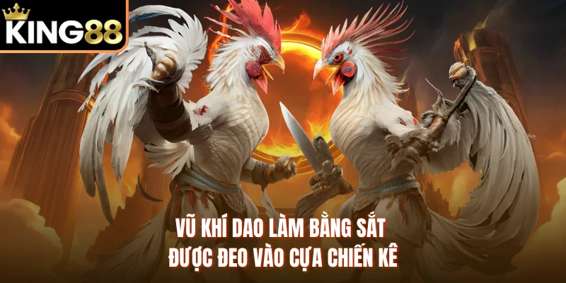 Vũ khí dao làm bằng sắt được đeo vào cựa chiến kê